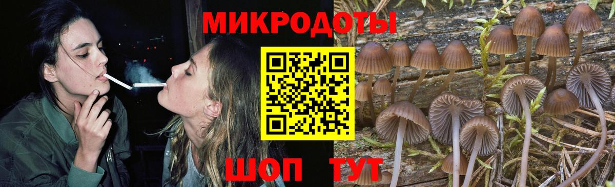 Галлюциногенные грибы Psilocybe Сердобск